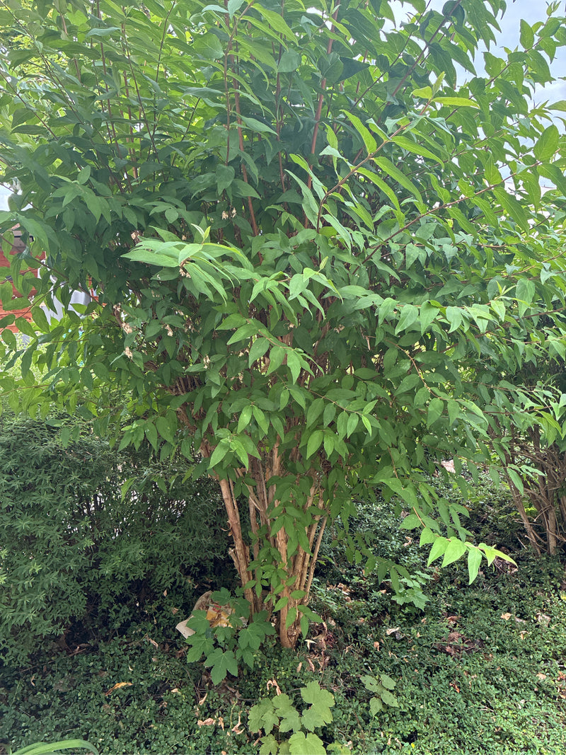 Pfeifenstrauch — Bild 5