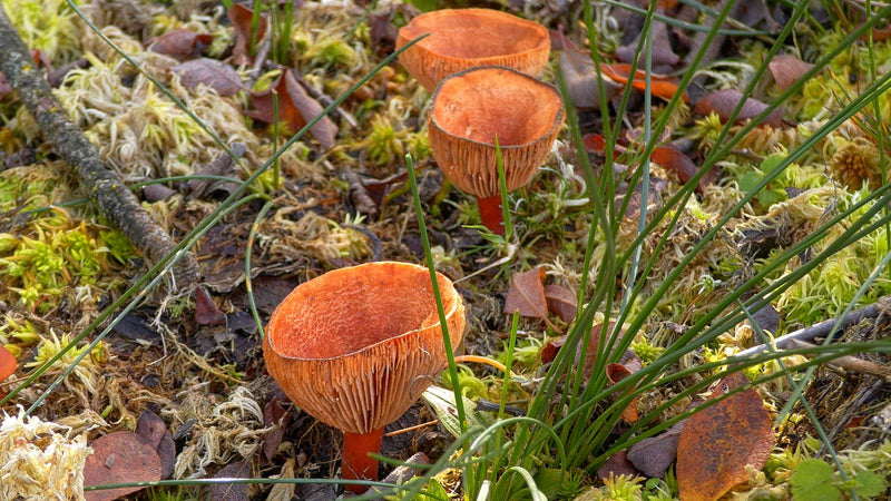 Mehrere trichterförmige, orangerote Pfifferlings-Saftlinge wachsen zwischen Moos und Grashalmen auf dem Boden.