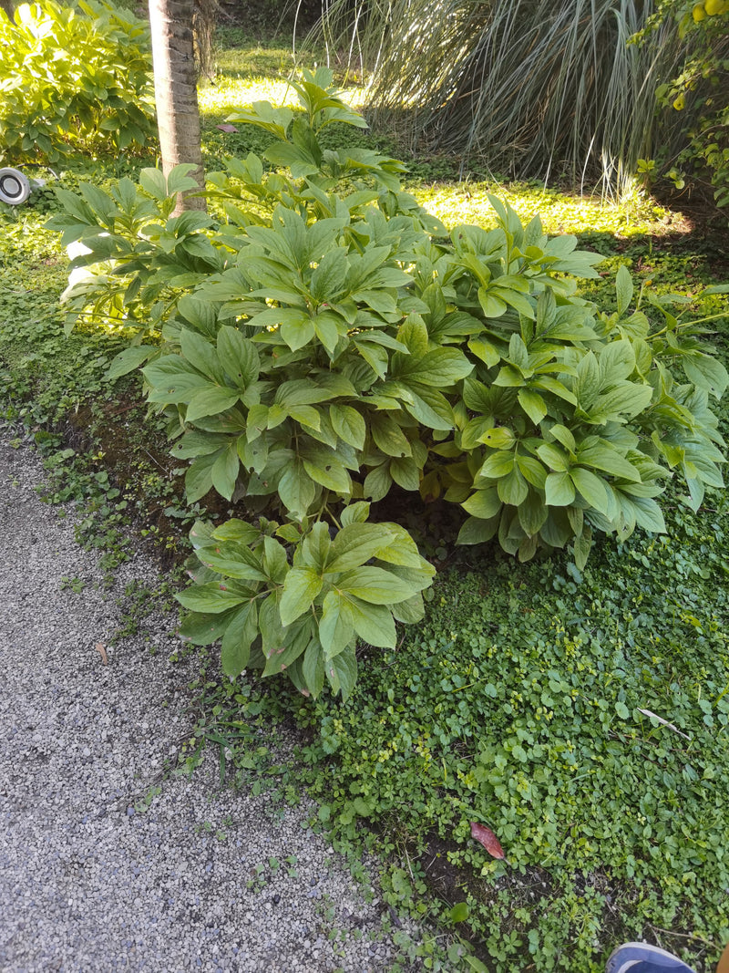 Pfingstrose — Bild 5