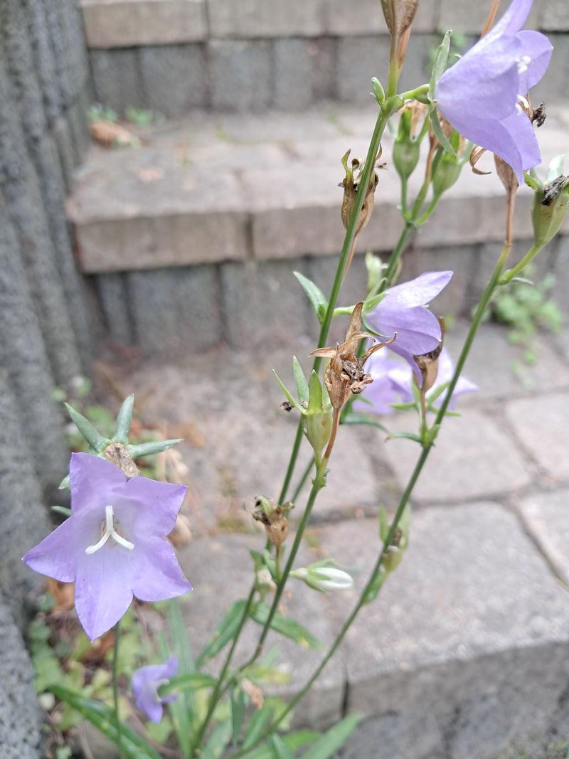 Glockenblume — Bild 4