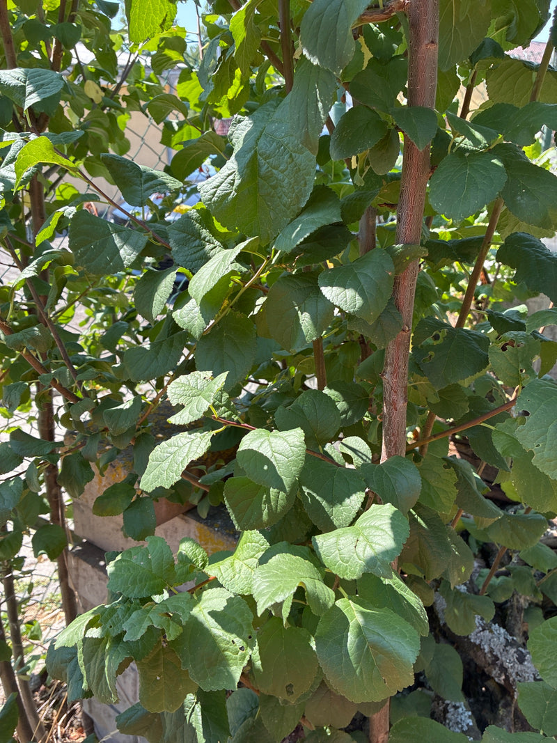 Pflaumenbaum — Bild 5