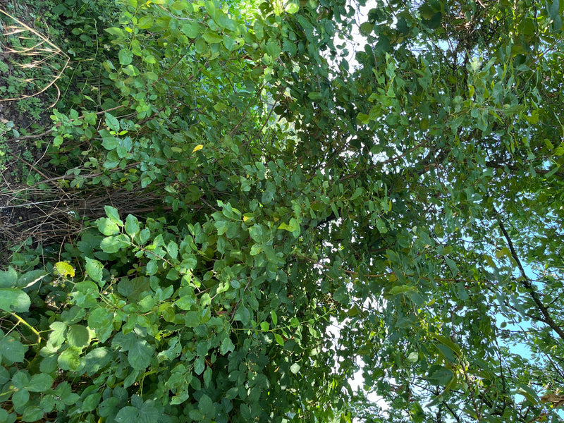 Pflaumenbaum — Bild 4