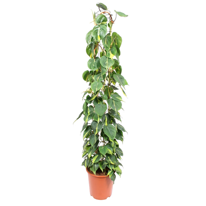 Rastrelliera in rete metallica Philodendron Scandens Brasil - Ø27cm - ↕160cm - Bellezza esotica in grande formato