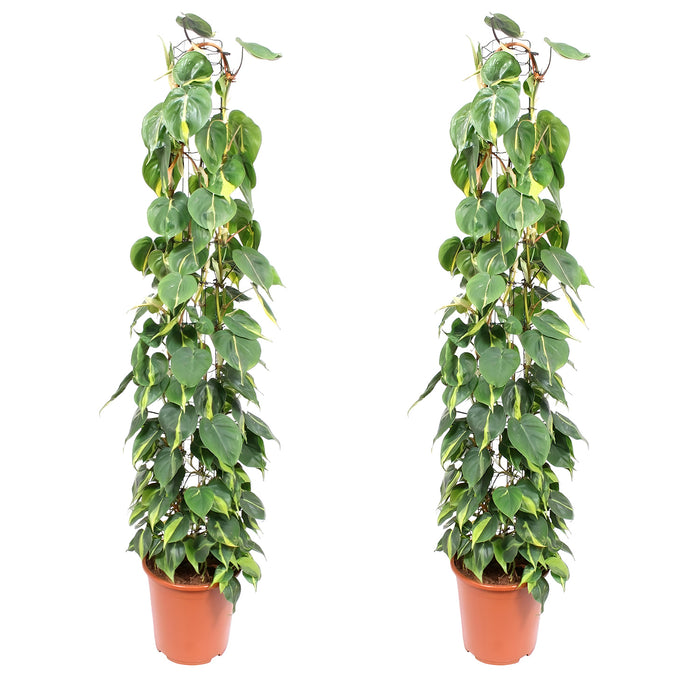 Rastrelliera in rete metallica Philodendron Scandens Brasil - Ø27cm - ↕160cm - Bellezza esotica in grande formato