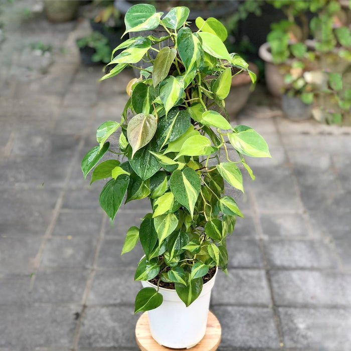 Rastrelliera in rete metallica Philodendron Scandens Brasil - Ø27cm - ↕160cm - Bellezza esotica in grande formato