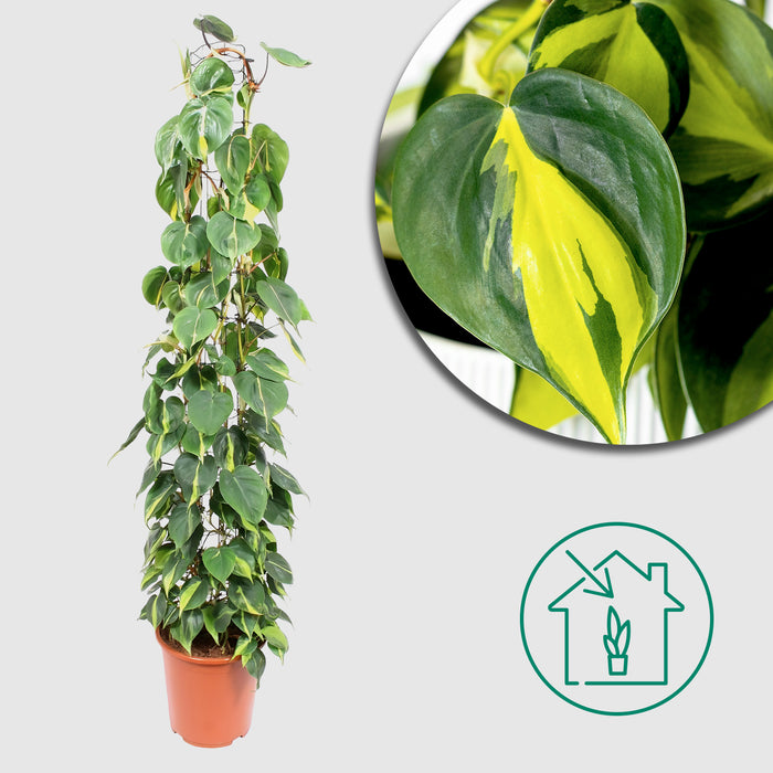 Rastrelliera in rete metallica Philodendron Scandens Brasil - Ø27cm - ↕160cm - Bellezza esotica in grande formato