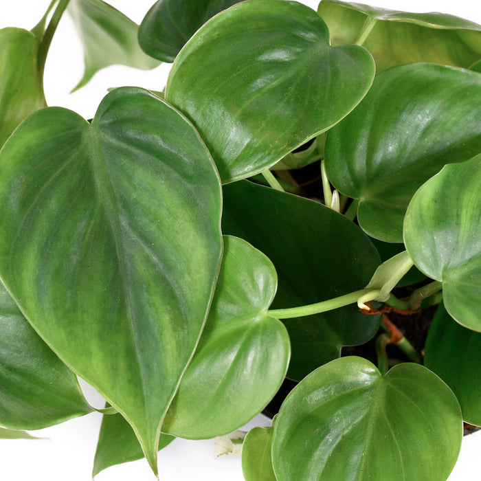 Bâton de mousse Philodendron Scandens - Ø27cm - ↕150 cm - Forte tenue pour vos plantes grimpantes 🌿