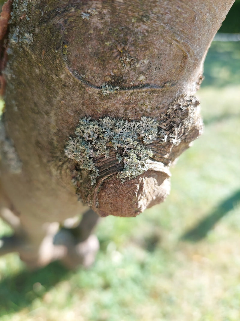 Physcia-Flechte — Bild 1