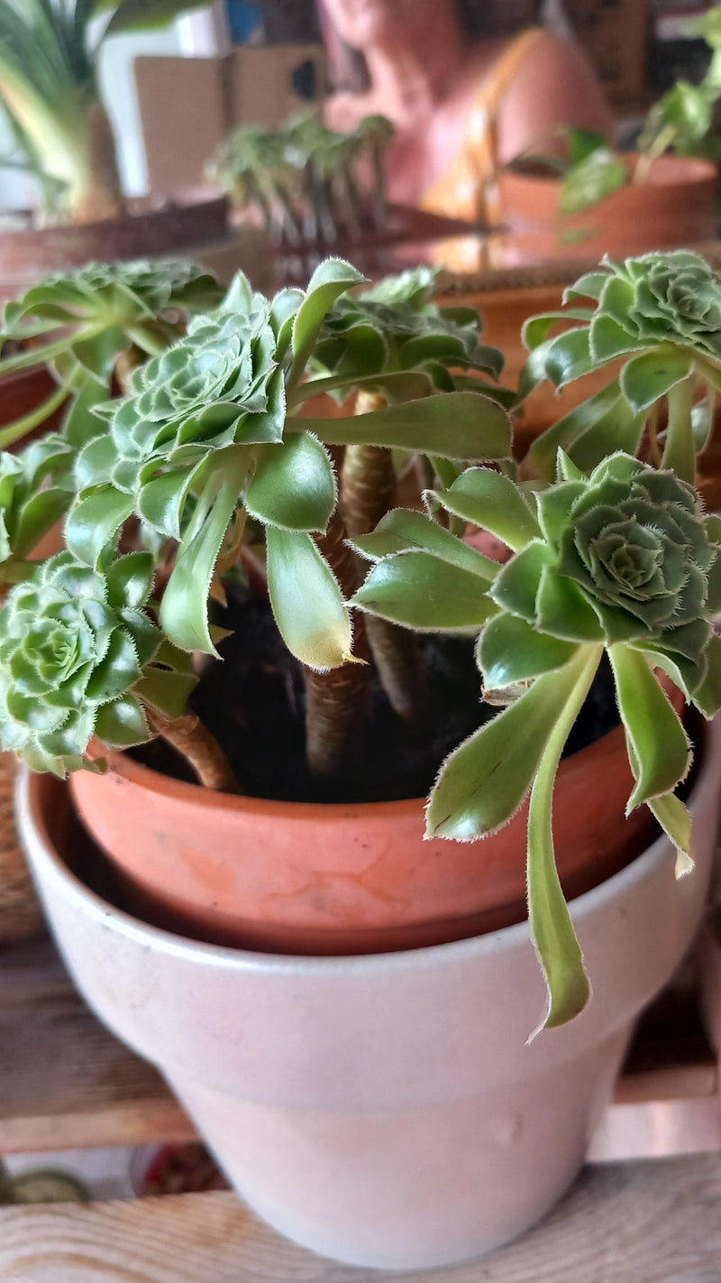 Pinwheel-Aeonium — Bild 1