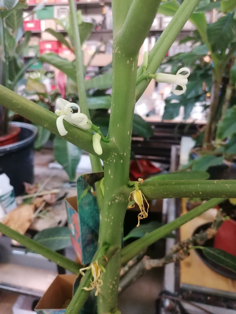 Pinwheel-Jasmin — Bild 1 von 1