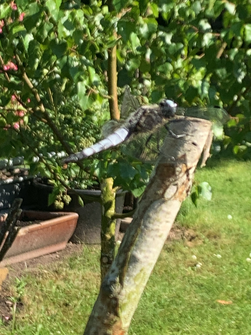 Platterbauch — Bild 5