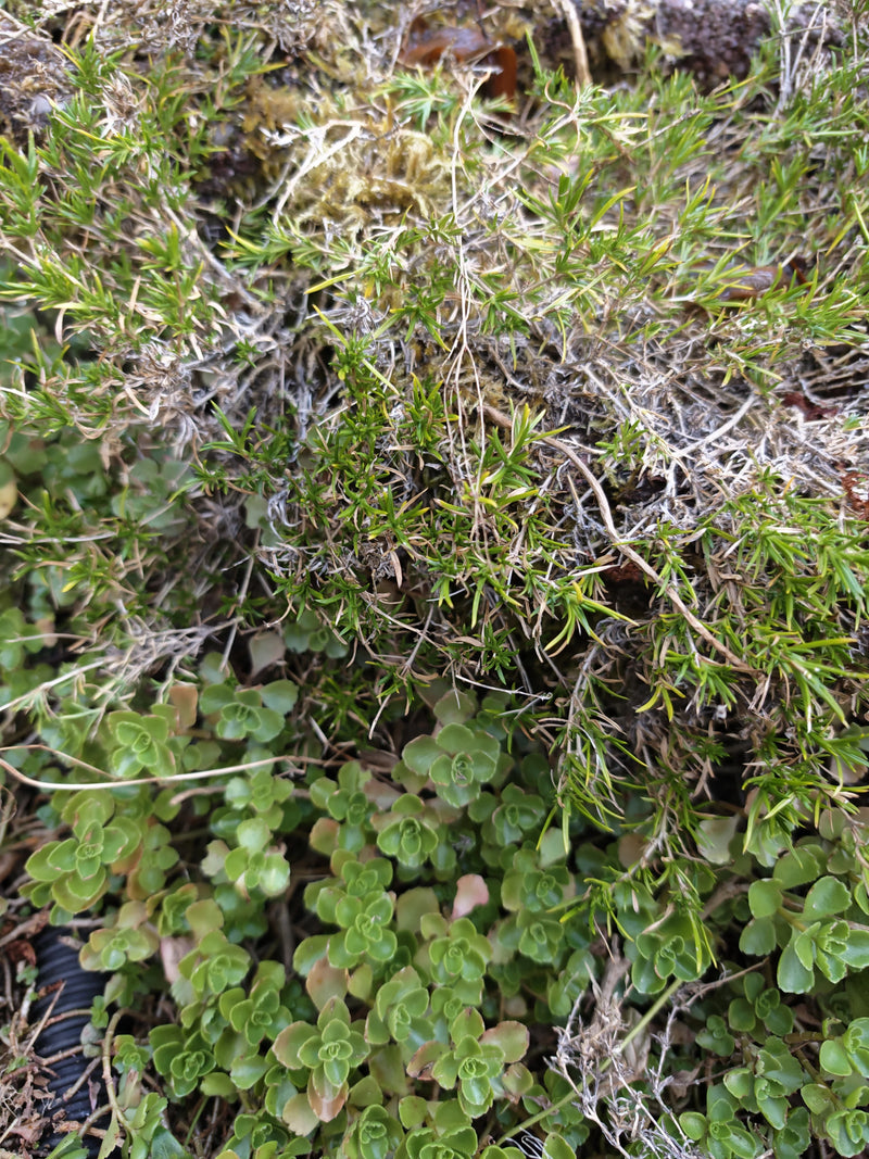Polster-Phlox — Bild 3