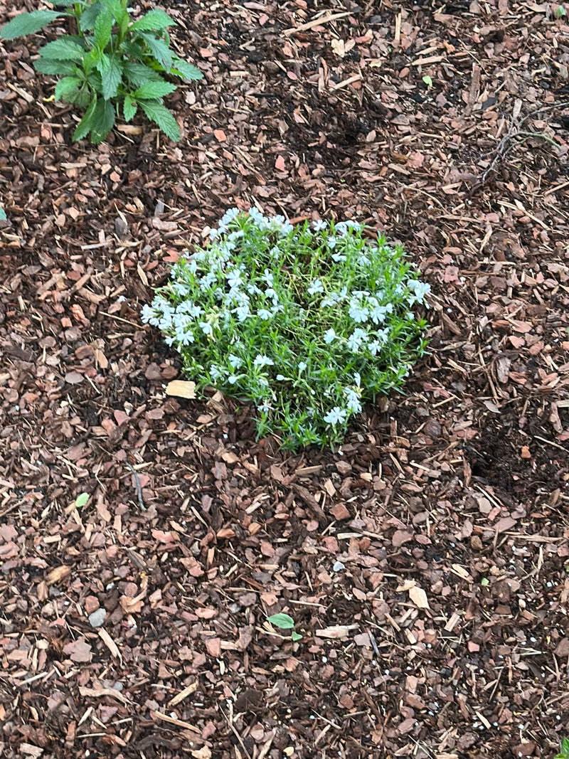 Polster-Phlox — Bild 1