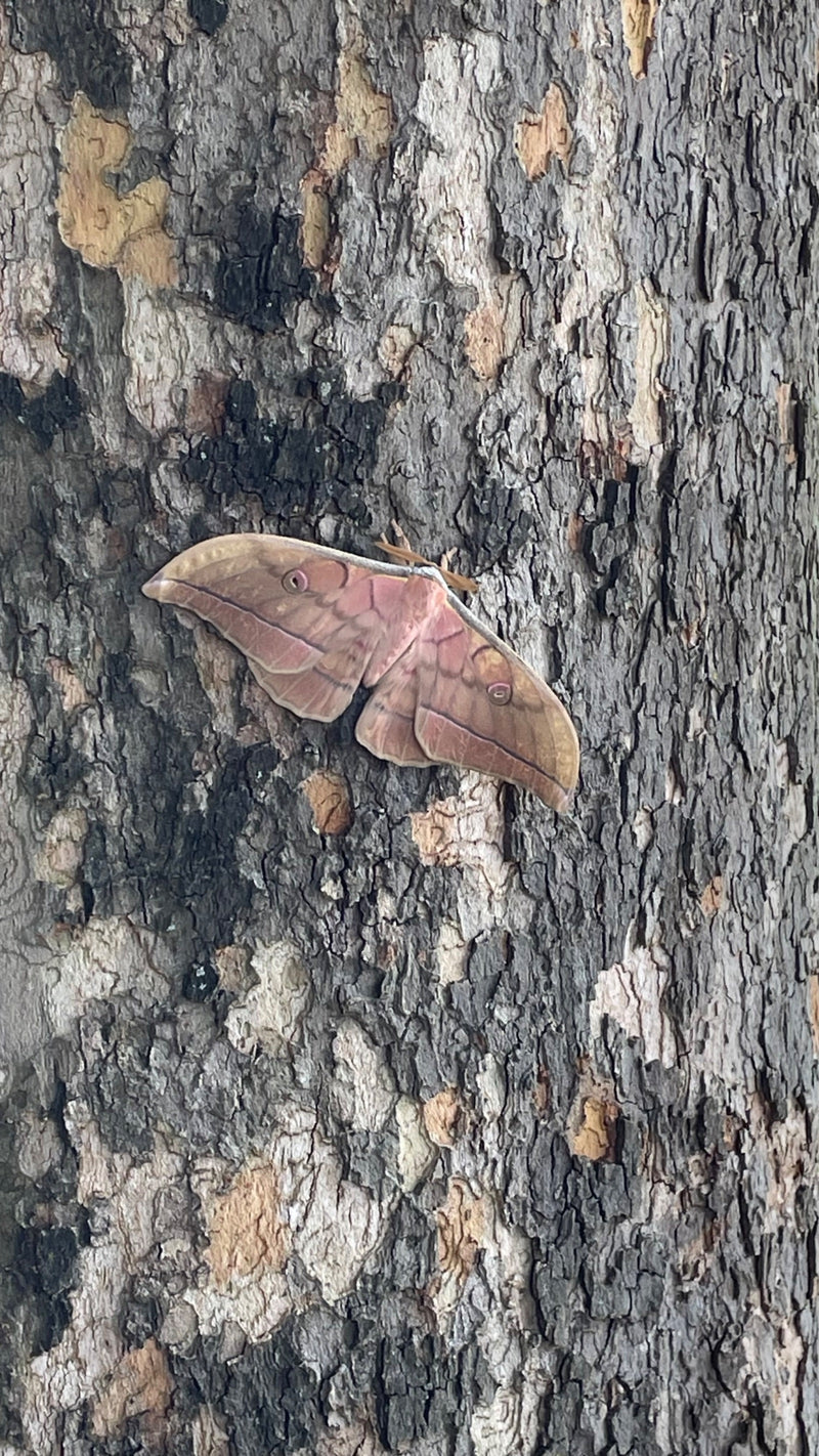 Polyphemus-Spinner — Bild 1