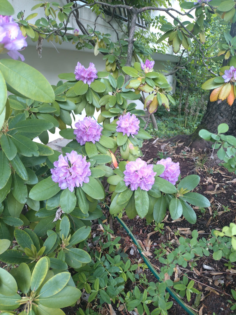 rhododendron maggie Maddie Mae