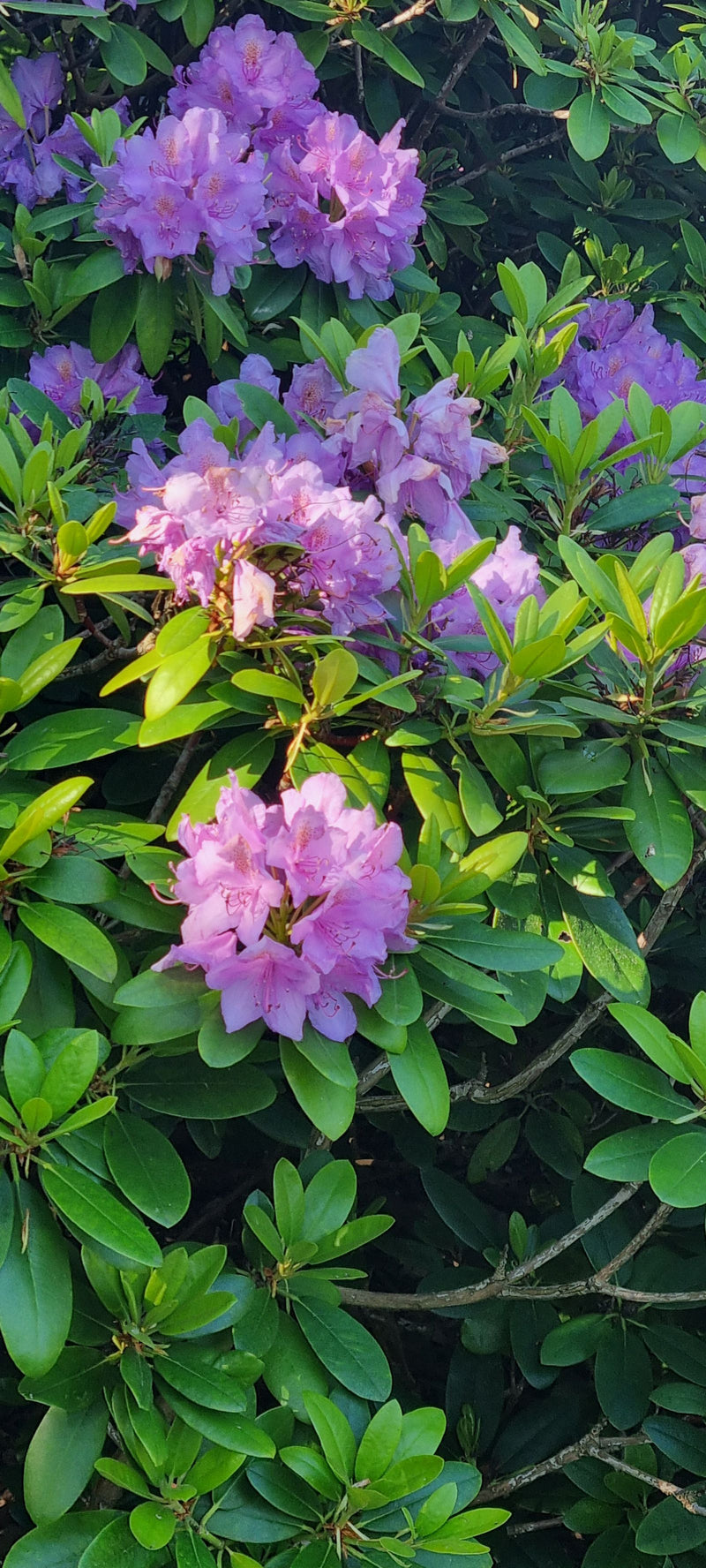 Pontischer Rhododendron — Bild 4
