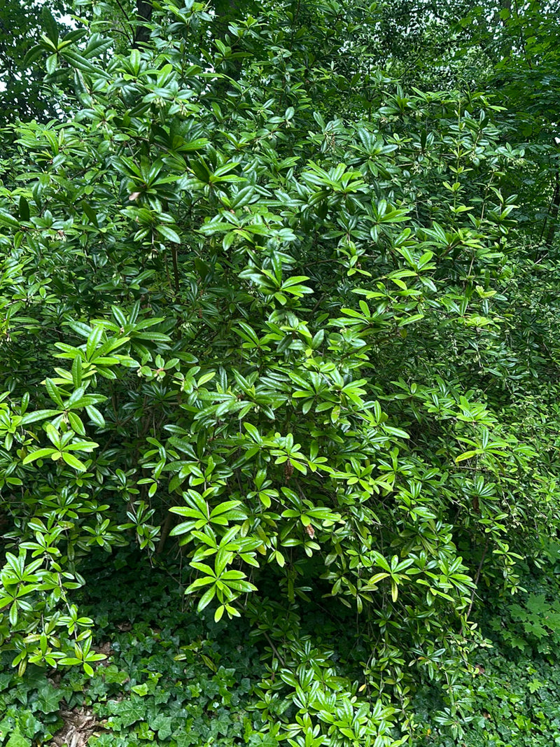 thuja smaragd kaufen 120 cm Thuja occidentalis 'Smaragd' Konifere (Lebensbaum) | 100-120 cm mit  Wurzelballen