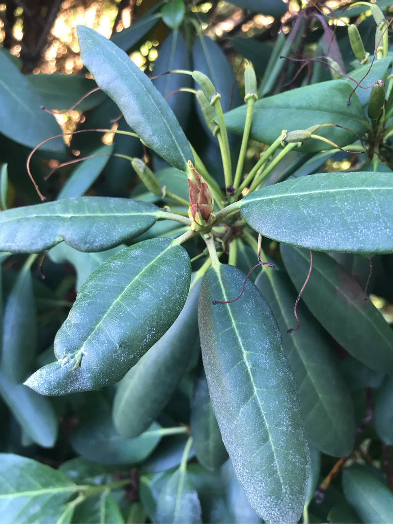 Auf dem Bild sind die charakteristischen, ledrigen und lanzettlichen Blätter sowie eine Knospe eines Pontischen Rhododendrons zu sehen. Die Pflanze wächst in...