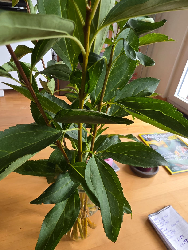 Portugiesischer Kirschlorbeer — Bild 1 von 10