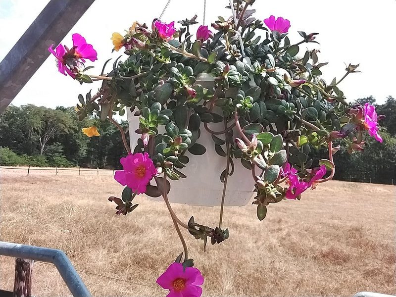 Portulak Roeschen — Bild 3
