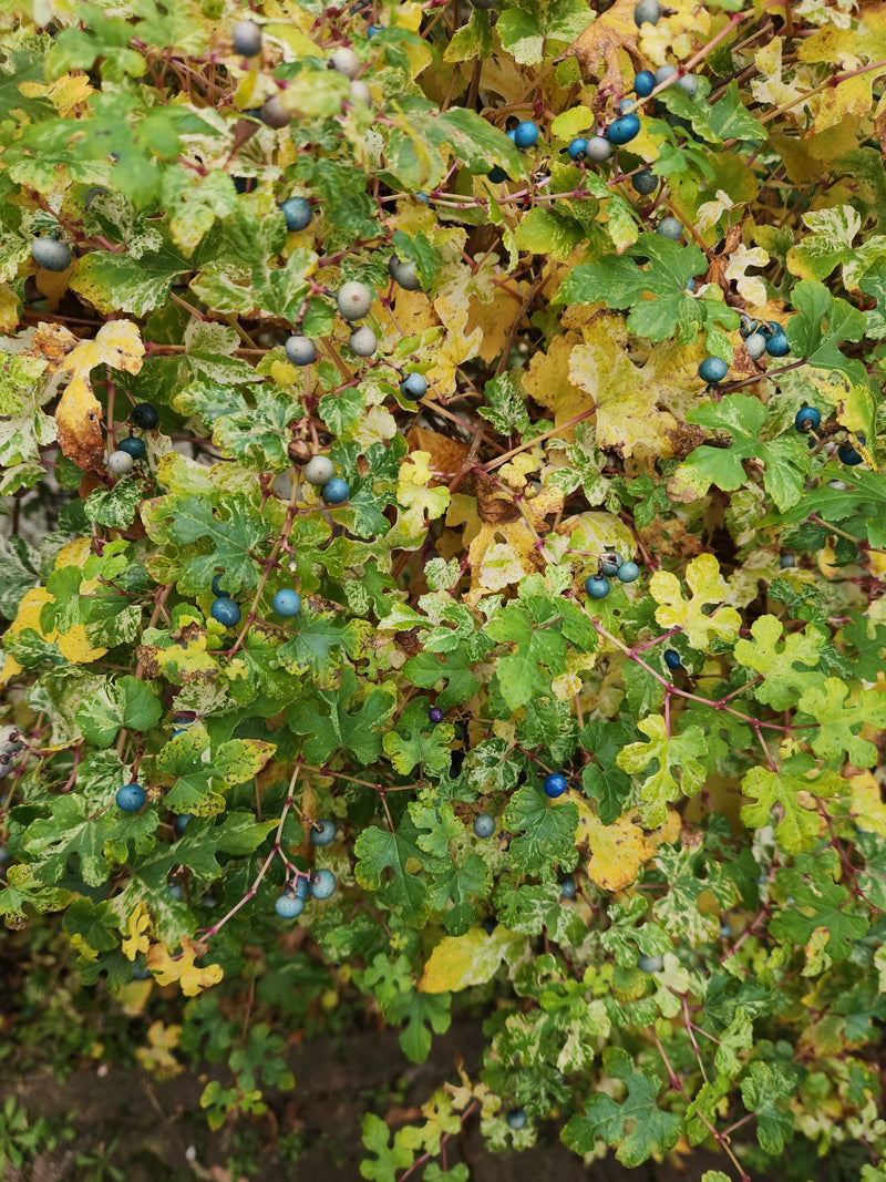 Porzellanbeere — Bild 1 von 1