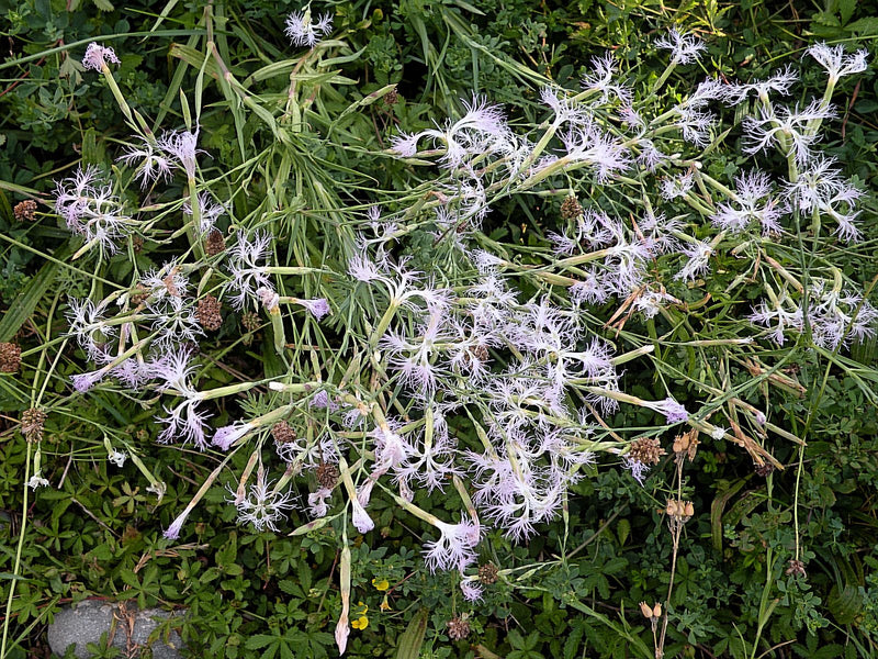 Pracht-Nelke — Bild 1
