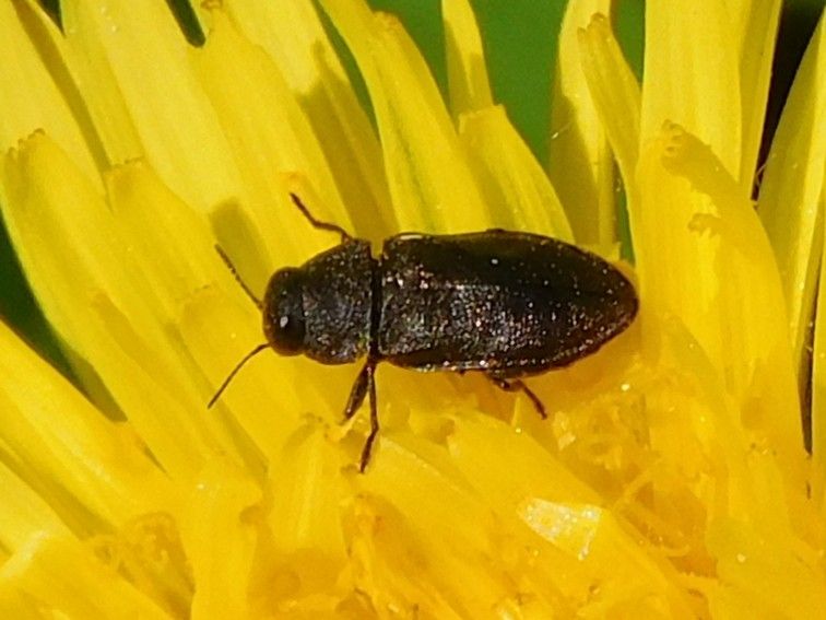 Prachtkäfer (Gattung Anthaxia) — Bild 1