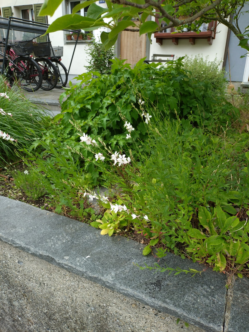 Prachtkerze — Bild 2