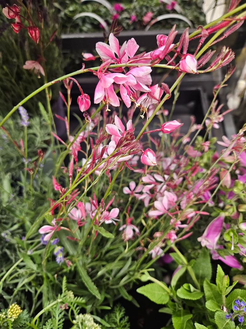 Prachtkerze — Bild 4