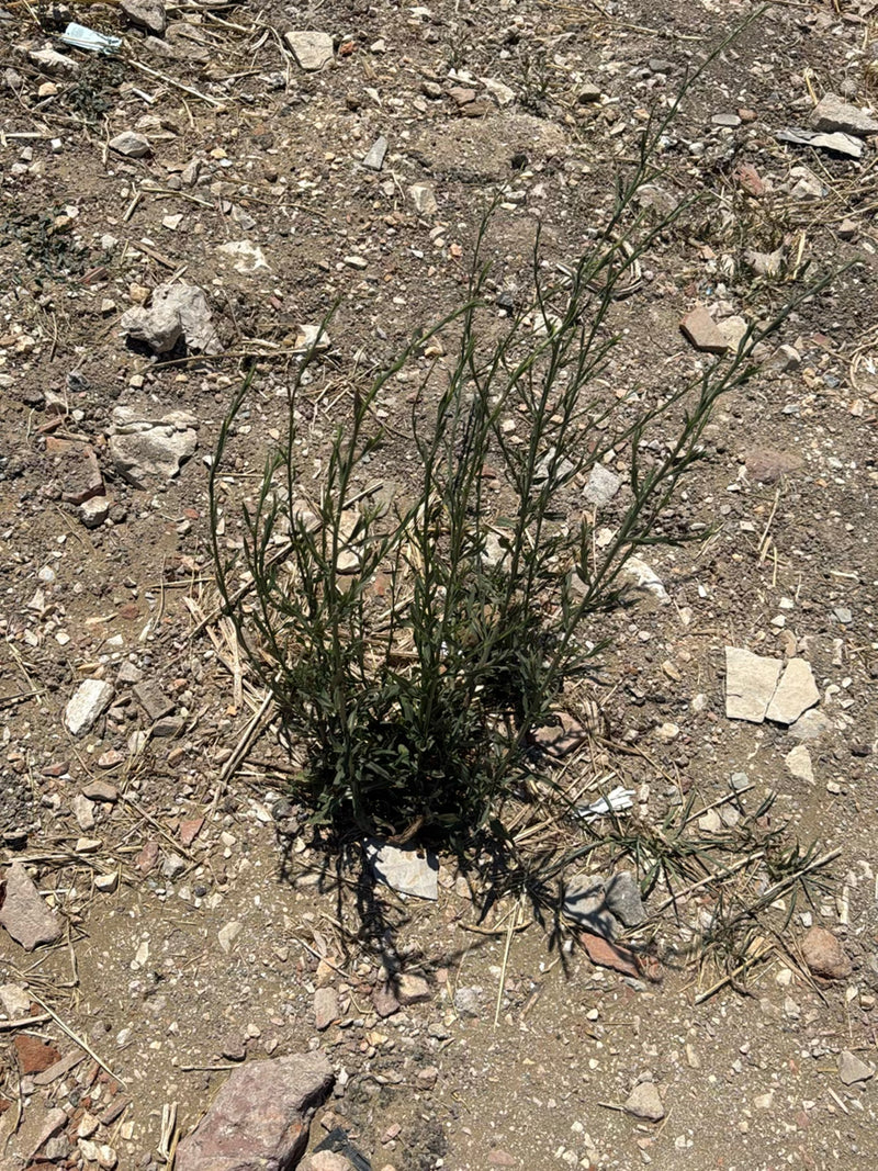 Prachtkerze — Bild 2