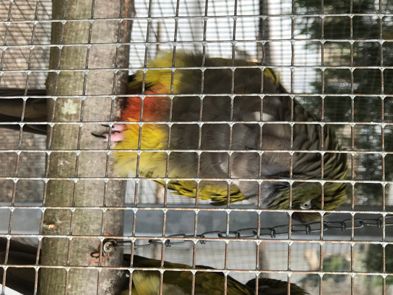 Prachtrosella — Bild 1 von 1