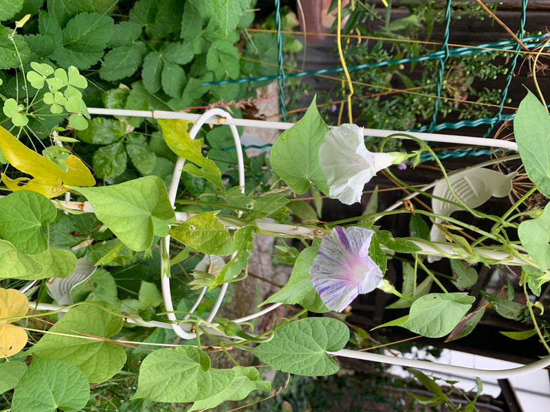 Auf dem Bild sind zwei trichterförmige Blüten einer Prunkwinde zu sehen, eine davon weiß und die andere weiß-lila gestreift. Sie ranken an einer weißen Stütz...