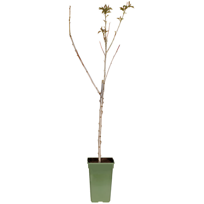 'Prunus Avium Regina' - Ø19cm - ↕60cm - ciliegia dolce dal gusto eccellente 🍒