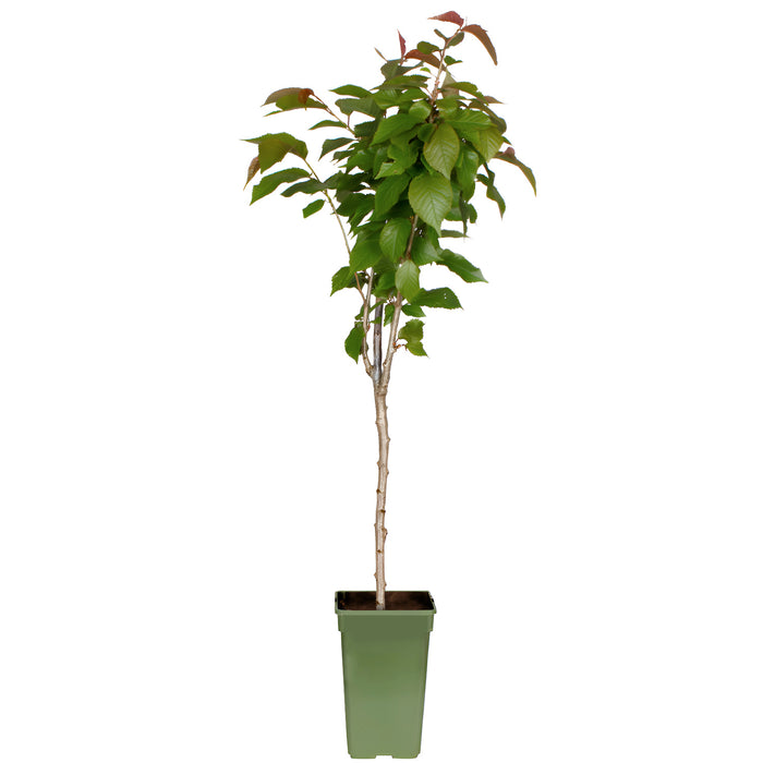 'Prunus Avium Regina' - Ø19cm - ↕60cm - ciliegia dolce dal gusto eccellente 🍒