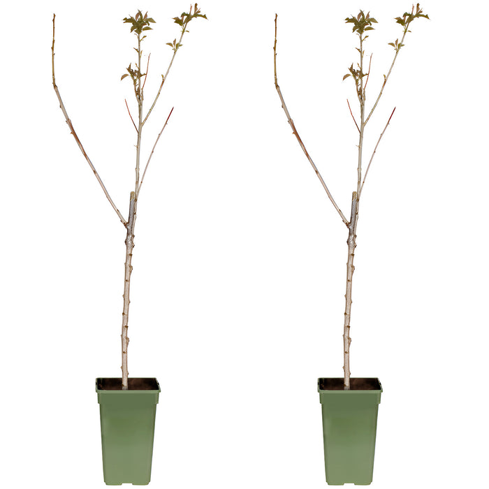 'Prunus Avium Regina' - Ø19cm - ↕60cm - ciliegia dolce dal gusto eccellente 🍒