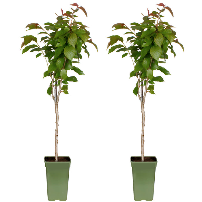 'Prunus Avium Regina' - Ø19cm - ↕60cm - ciliegia dolce dal gusto eccellente 🍒