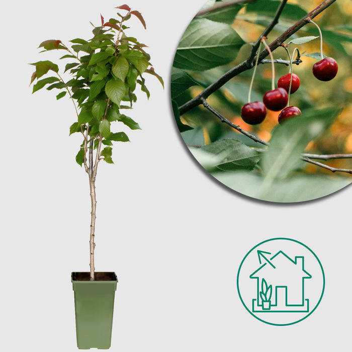 'Prunus Avium Regina' - Ø19cm - ↕60cm - ciliegia dolce dal gusto eccellente 🍒