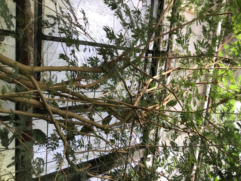 Puderquastenstrauch — Bild 2 von 2