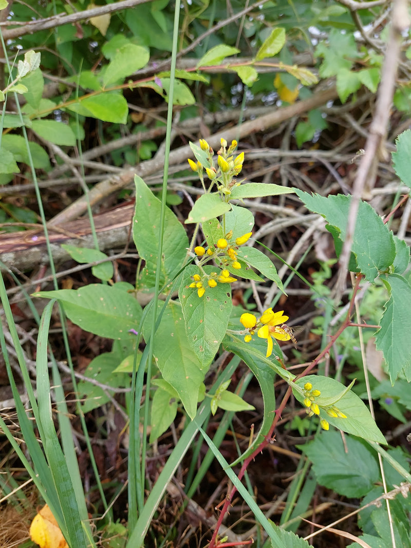 Punktierter Gilbweberich — Bild 4 von 6