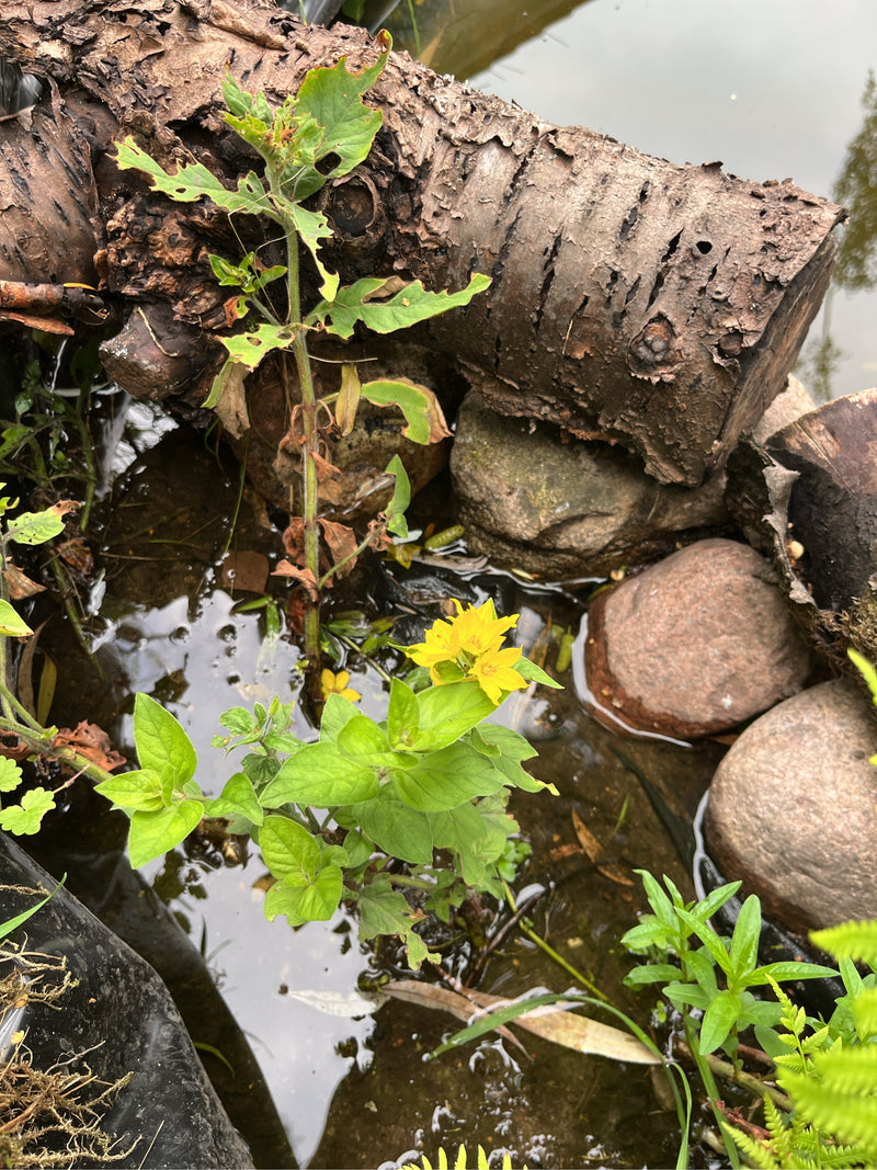 Punktierter Gilbweberich — Bild 1 von 6