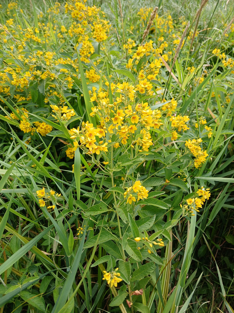 Punktierter Gilbweberich — Bild 2 von 6