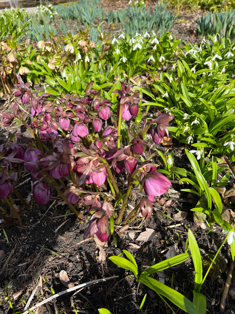 Lenzrose — Bild 2