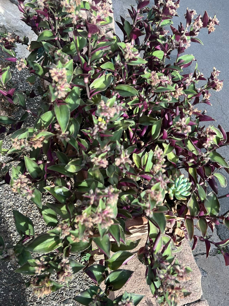 Dreimasterblume — Bild 1