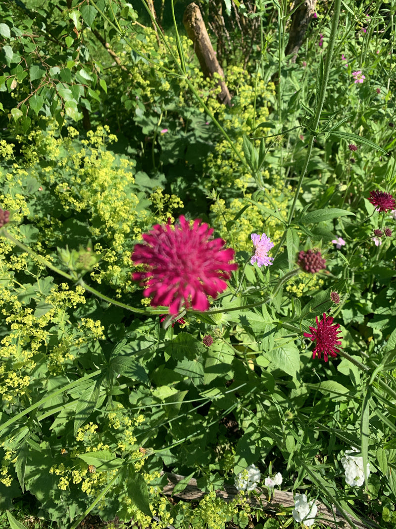 Purpur-Witwenblume — Bild 1