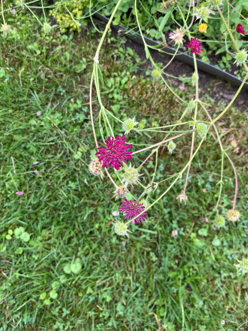 Purpur-Witwenblume — Bild 3