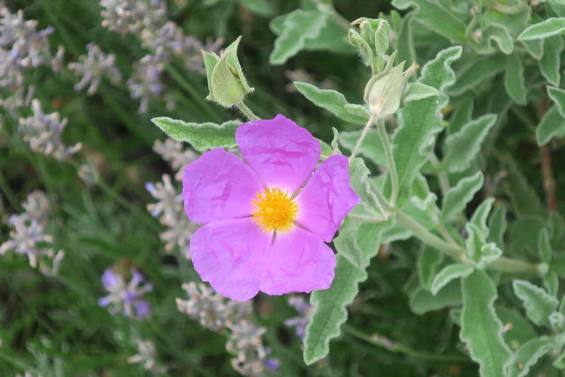 Purpur-Zistrose — Bild 1