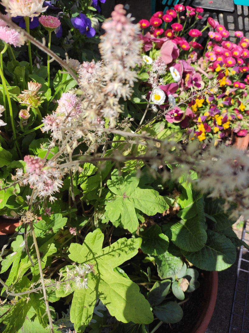 Zu sehen ist ein Purpurglöckchen mit markanten gelbgrünen Blättern und zarten Blütenständen in einem Blumentopf. Im Hintergrund befinden sich weitere bunte B...