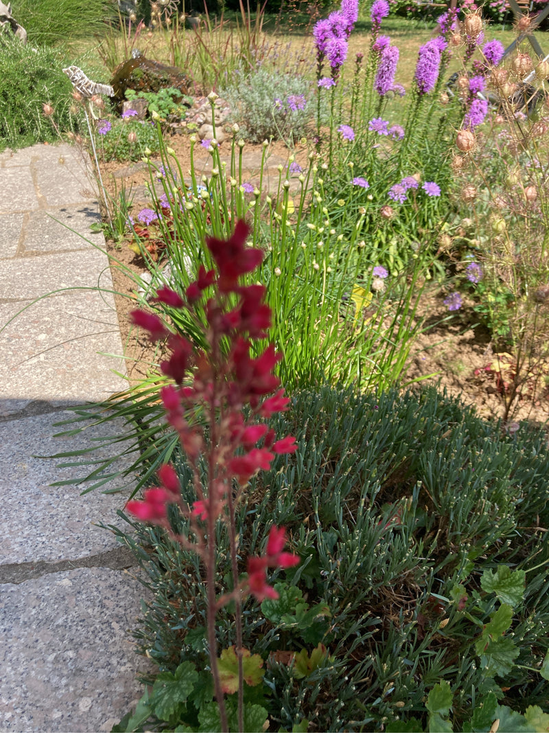 Im Vordergrund ist der purpurrote Blütenstand eines Purpurglöckchens in einem sonnigen Gartenbeet zu sehen. Die Pflanze wächst neben einem gepflasterten Stei...