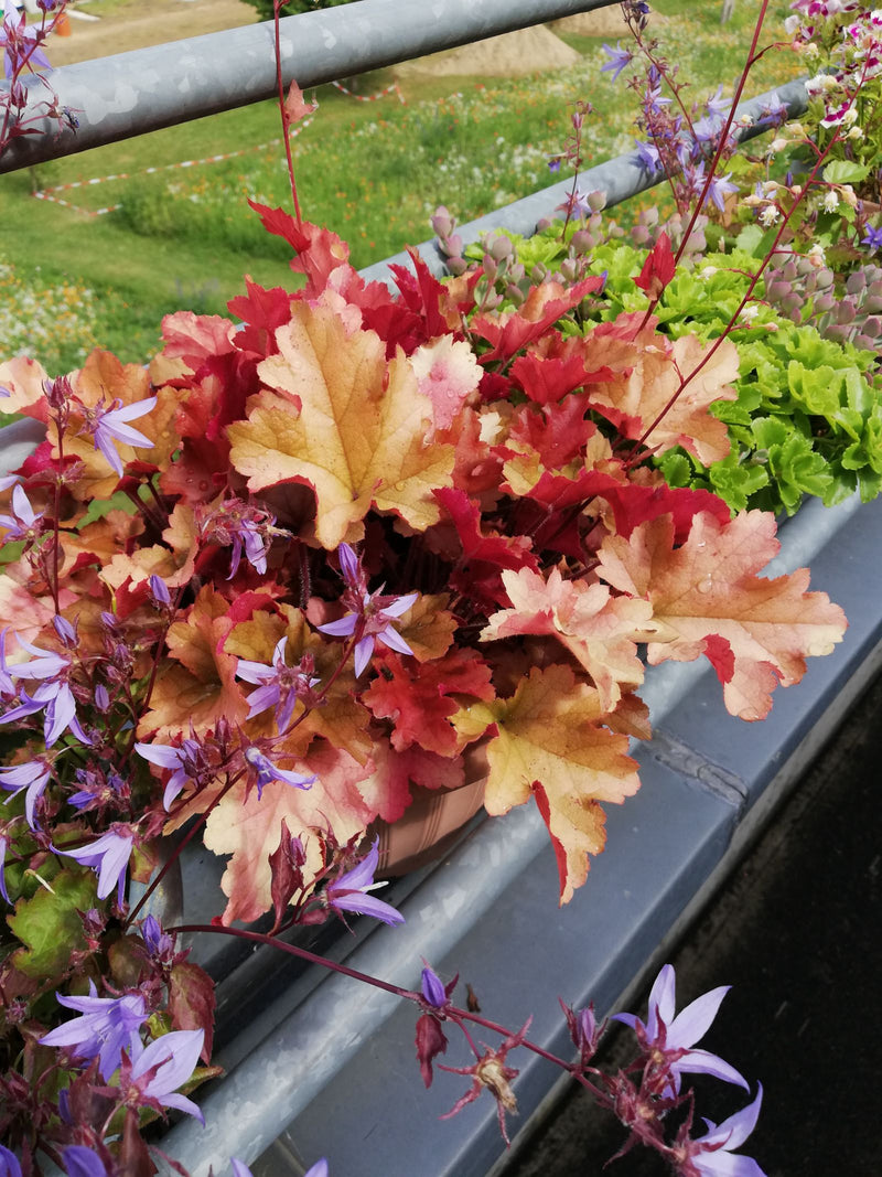 Auf dem Bild ist ein Purpurglöckchen mit auffällig rot-orangefarbenen Blättern in einem Balkonkasten zu sehen. Die Pflanze wächst auf einem Balkon im Freien.