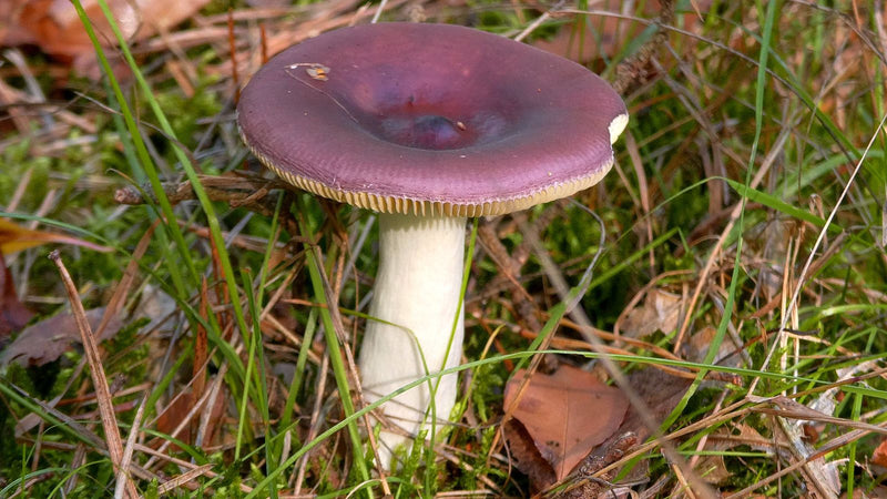 Purpurschwarzer Täubling — Bild 3 von 3